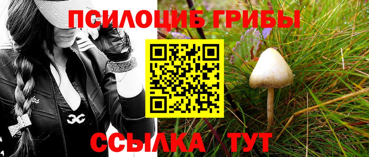Псилоцибиновые грибы Psilocybe Строитель